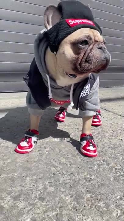 1.THE DOG FACE 😈 Most fashion dog in the world #shorts