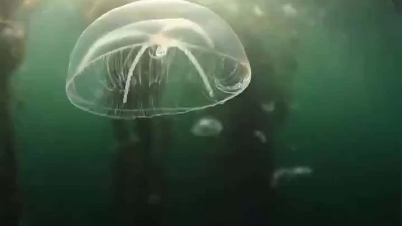 DANCING JELLIES IN A KELP FOREST WONDERLAND