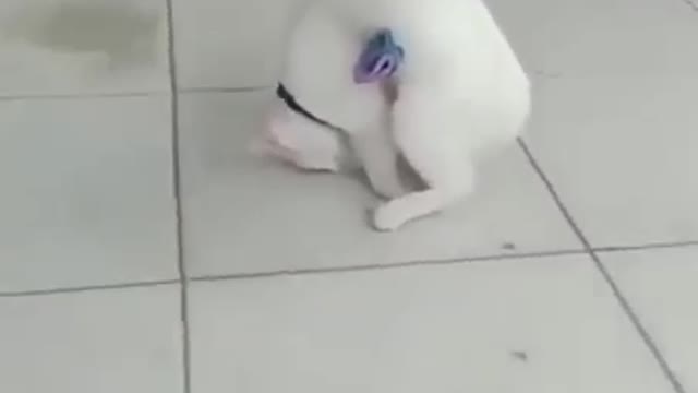 Funny cats compilation.