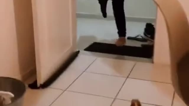 VIDEOS OF cute ANIMALS