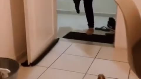VIDEOS OF cute ANIMALS