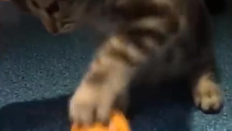 A Cute Cat Play With Toy Funny Video