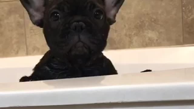 Singing frenchie