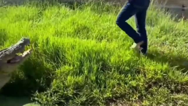 Very creepy crocodile 😮😳