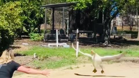No one has been more compassionate to animals than people of Western Kind