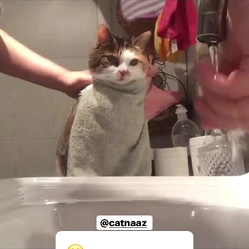 What does your cat do when he wakes up in the morning?