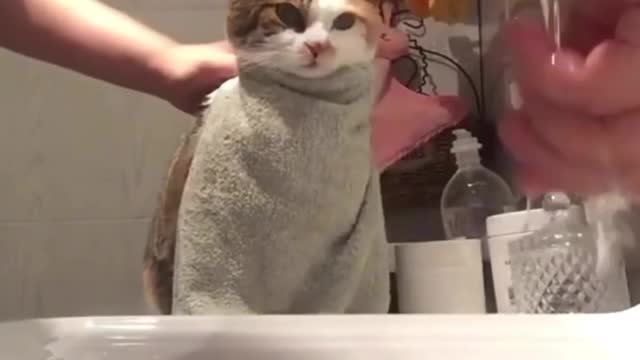 What does your cat do when he wakes up in the morning?