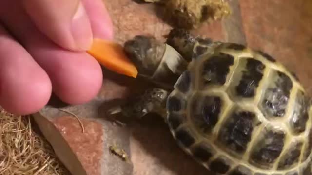 The cute tortoise can’t bite the radish