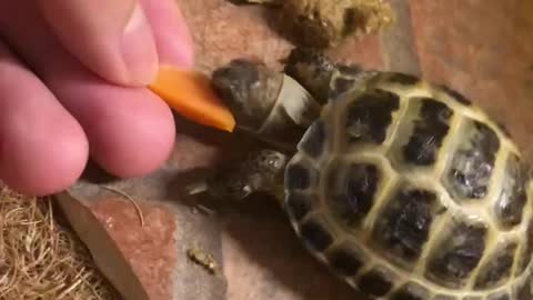 The cute tortoise can’t bite the radish