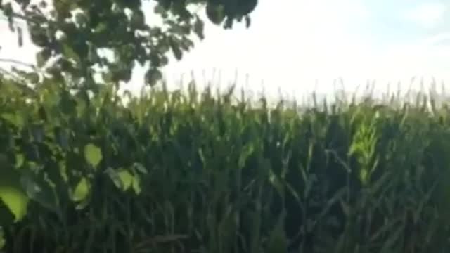 Man in sunglasses jumps into corn field