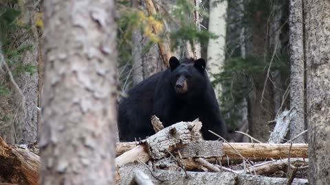 Himalayan Bear In The Woods