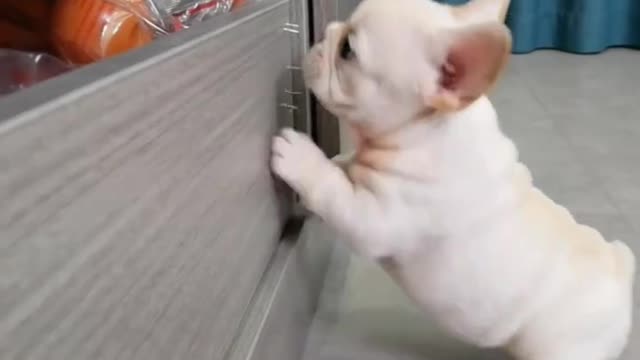 No way to get this puppy
