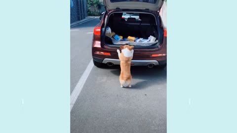 Funny and Cute Cat's Life Videos - Cats and Owners are the best friends | Cute Buddy