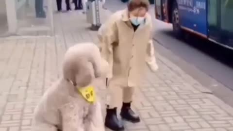 The Girl and cute Big Dog waiting for the Bus - Funny REACTION #46