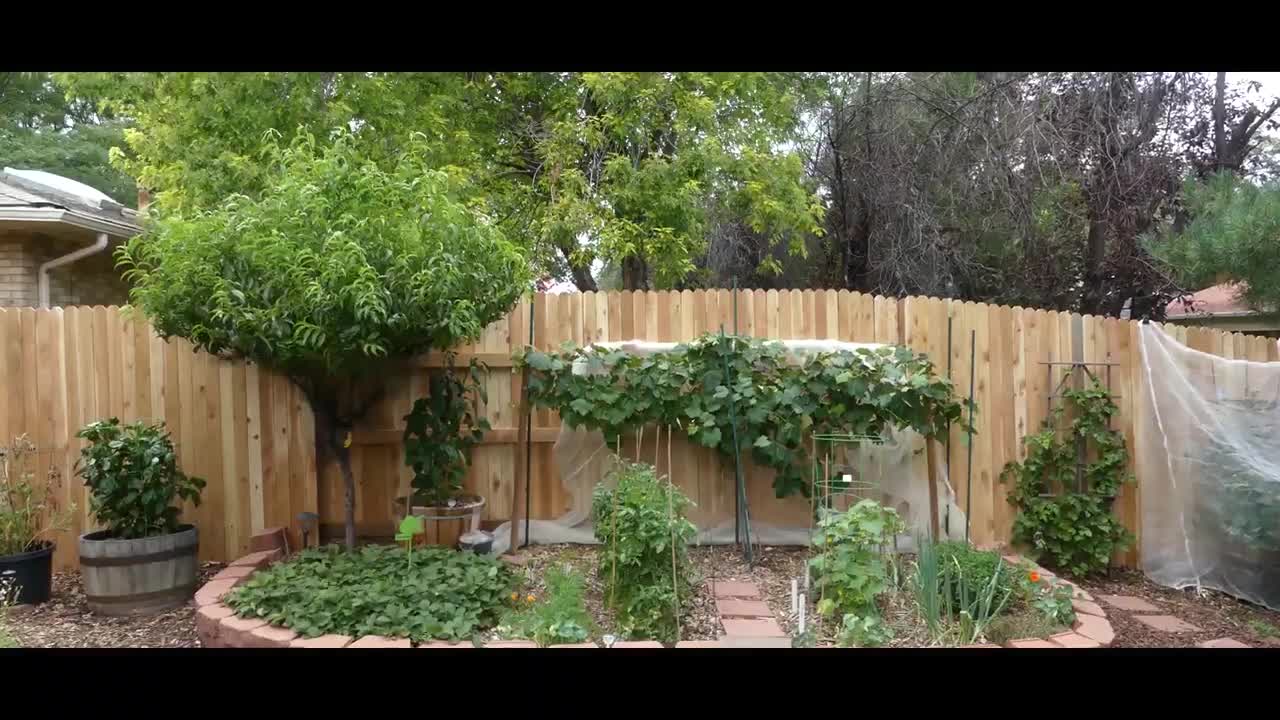 Growing indoor tomattos and bell pepper indoor