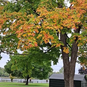 Fall colors in Wisconsin Sept 28th, 2023 Lacrosse, Wis