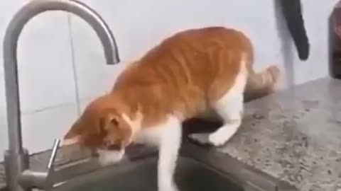 Funny Cats Compilations