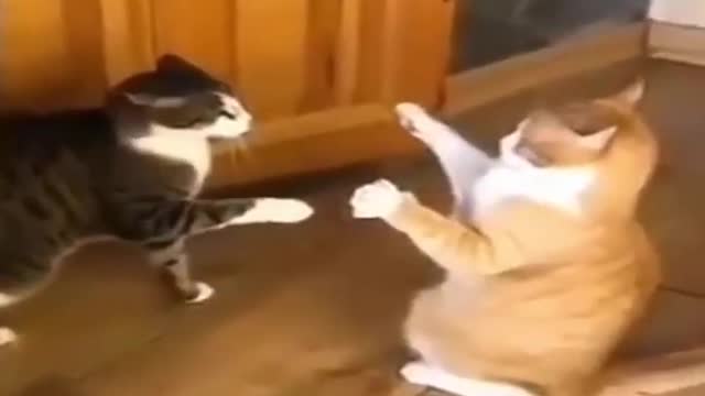 Best Funny Pet Videos Of The Cute Cats And Dogs Reaction _ Pets Comedy