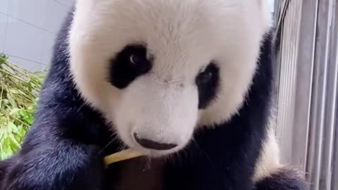 This lovely panda eats so delicious that it makes me feel hungry