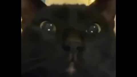Funniest Cats 😹 - Don-t try to hold back Laughter 😂 - Funny Cats Life 14