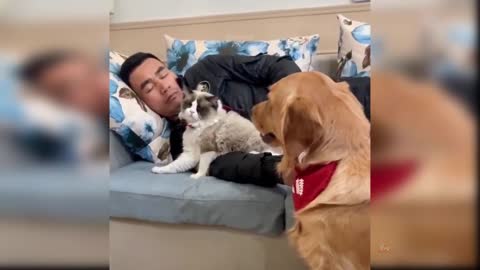 Baby dogs...cute and funny dogs videos