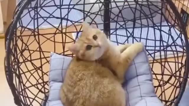 Cat video-cute cat video-funny cat video #shorts #beautiful #animal #sweet #amazing #song #cat