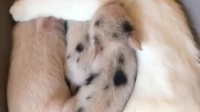 Little pigs adopted kitten as their mother