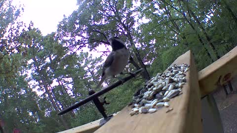 Chickadee