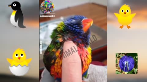 Cutest Parrot Video