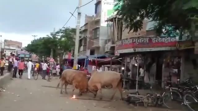 Bull fighting in the middle of the road in India