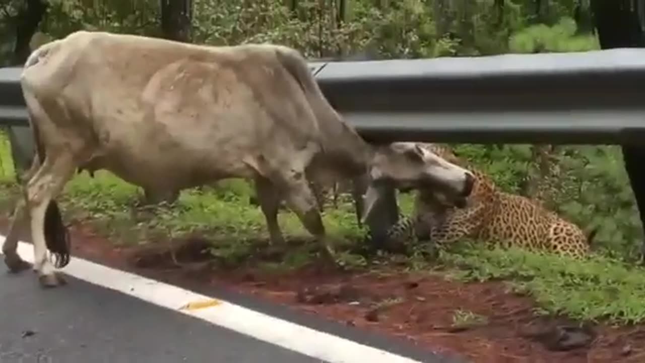 Leopard_Attack_Cow