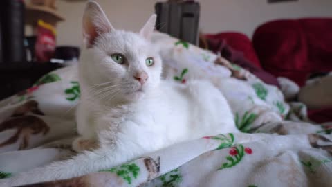 Cute white cat sitting with sick human on couch