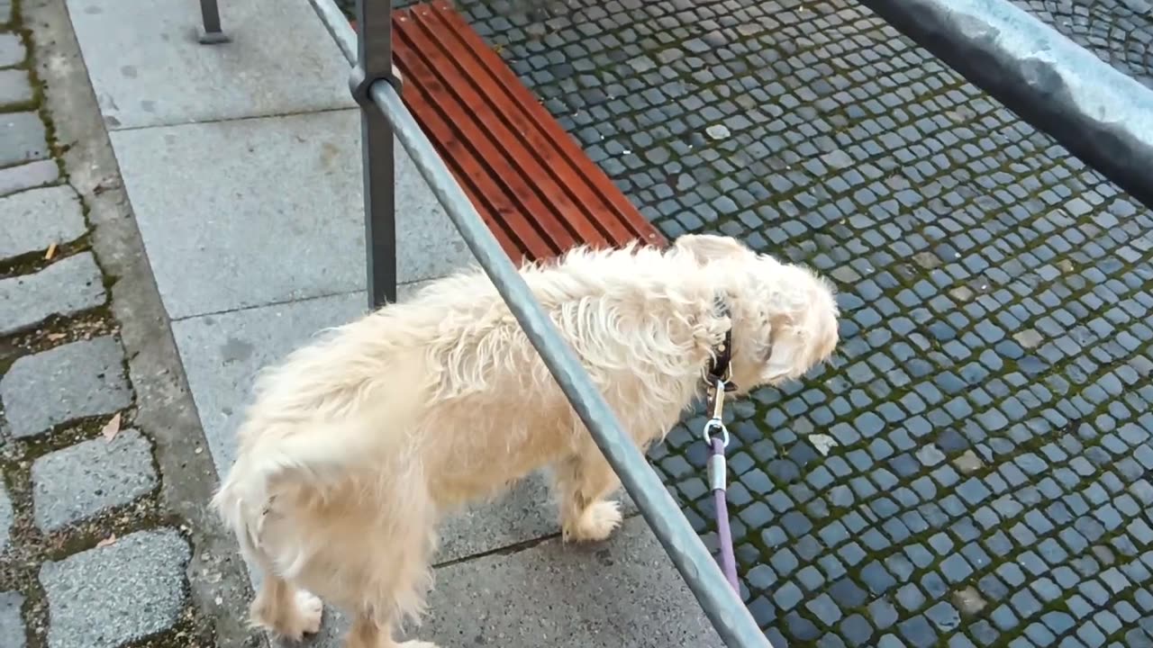Lupa doggie waiting for Foxa doggie