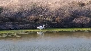 Snowy Egret in SF Bay Salt Pond