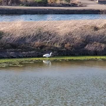 Snowy Egret in SF Bay Salt Pond