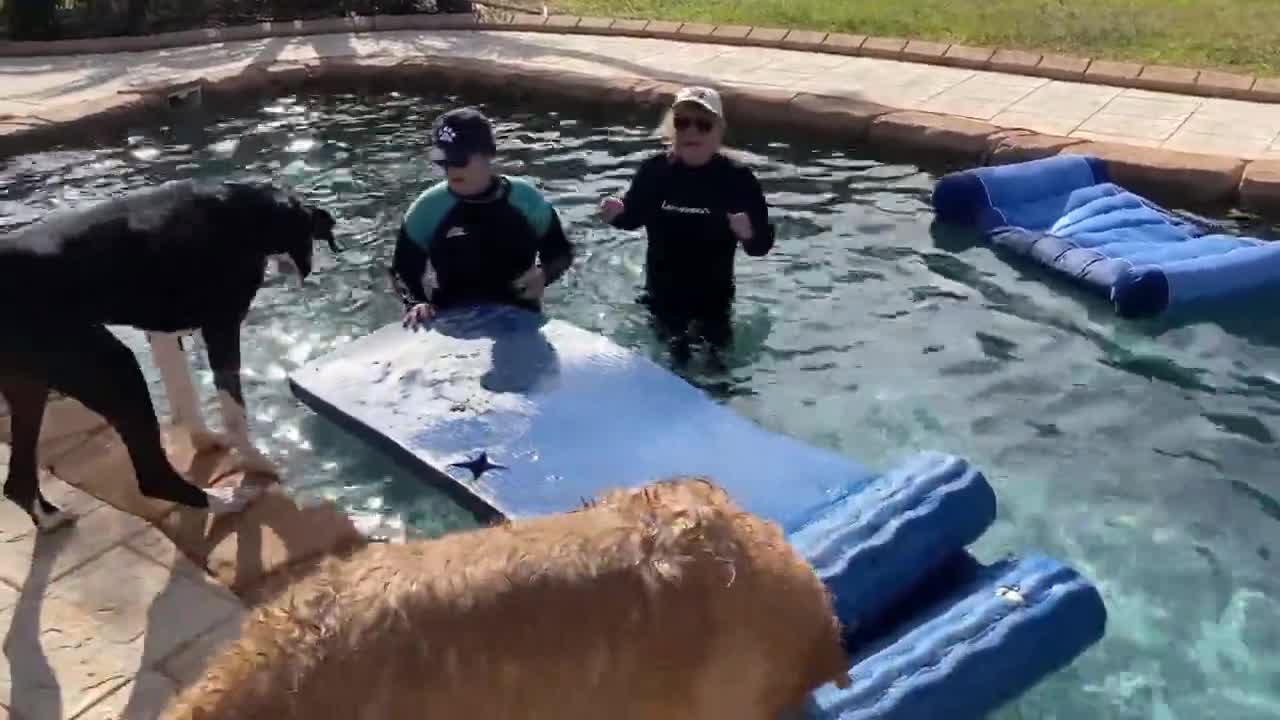 Great Dane watches in disbelief at Golden Retriever swims in pool