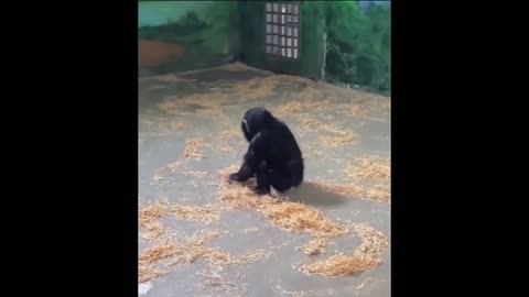 Tiny Paws, Big Awws | Cute Baby Animals Videos Compilation - The Ultimate Cuteness Fest! 🥺🐾"