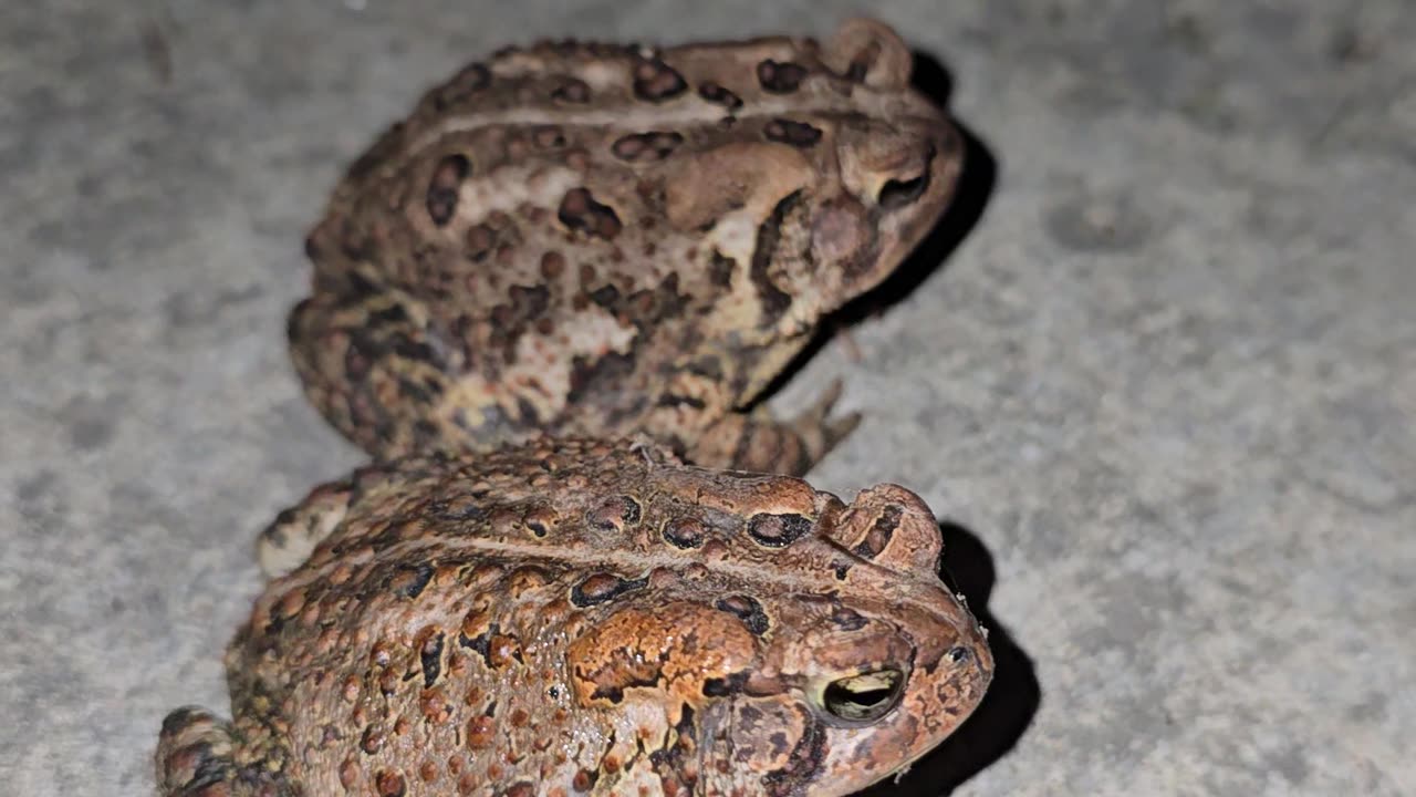 American Toads.