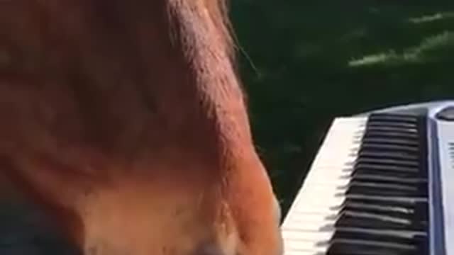 Bravo, Maestro!