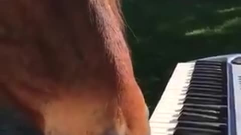 Bravo, Maestro!