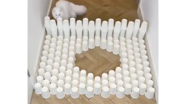 the cat is training