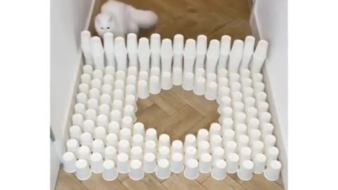 the cat is training