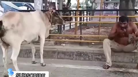 Run For cought cow 🐮 . EID MUBARAK. A MAN RUN FOR COUGHT HER BYE COW