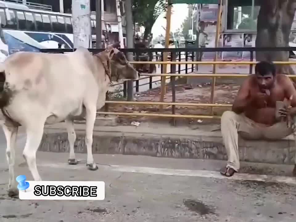 Run For cought cow 🐮 . EID MUBARAK. A MAN RUN FOR COUGHT HER BYE COW
