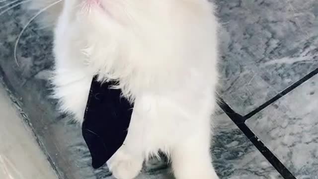 World best cats funny video