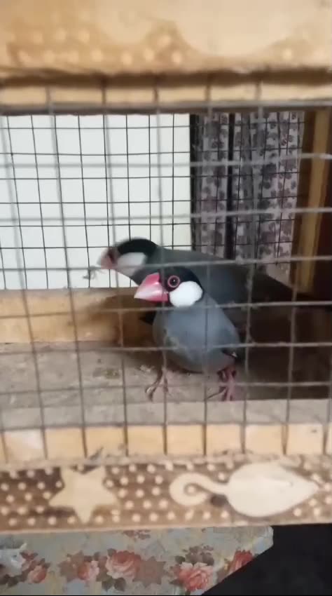 Gary java male bareedar 1000% split fown