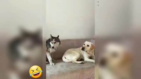Funny And Cute Animals 2024 🤣 Funniest Cats And Dogs 😝 Funny Animals Video
