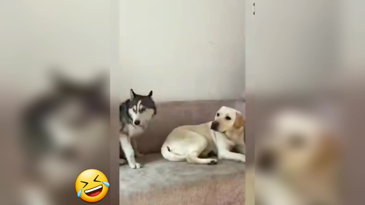 Funny And Cute Animals 2024 🤣 Funniest Cats And Dogs 😝 Funny Animals Video