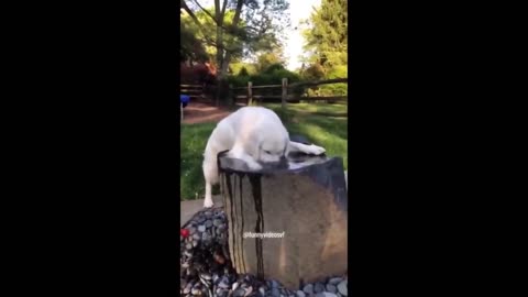 Funniest Cats and Dogs 😺🐶|| Funny Animals 2024 😂|| Funny Video