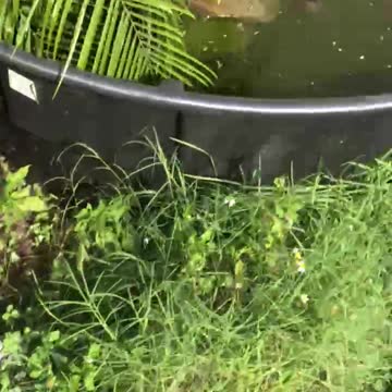 Stock tank turtle ponds. Diamond back Terrapins